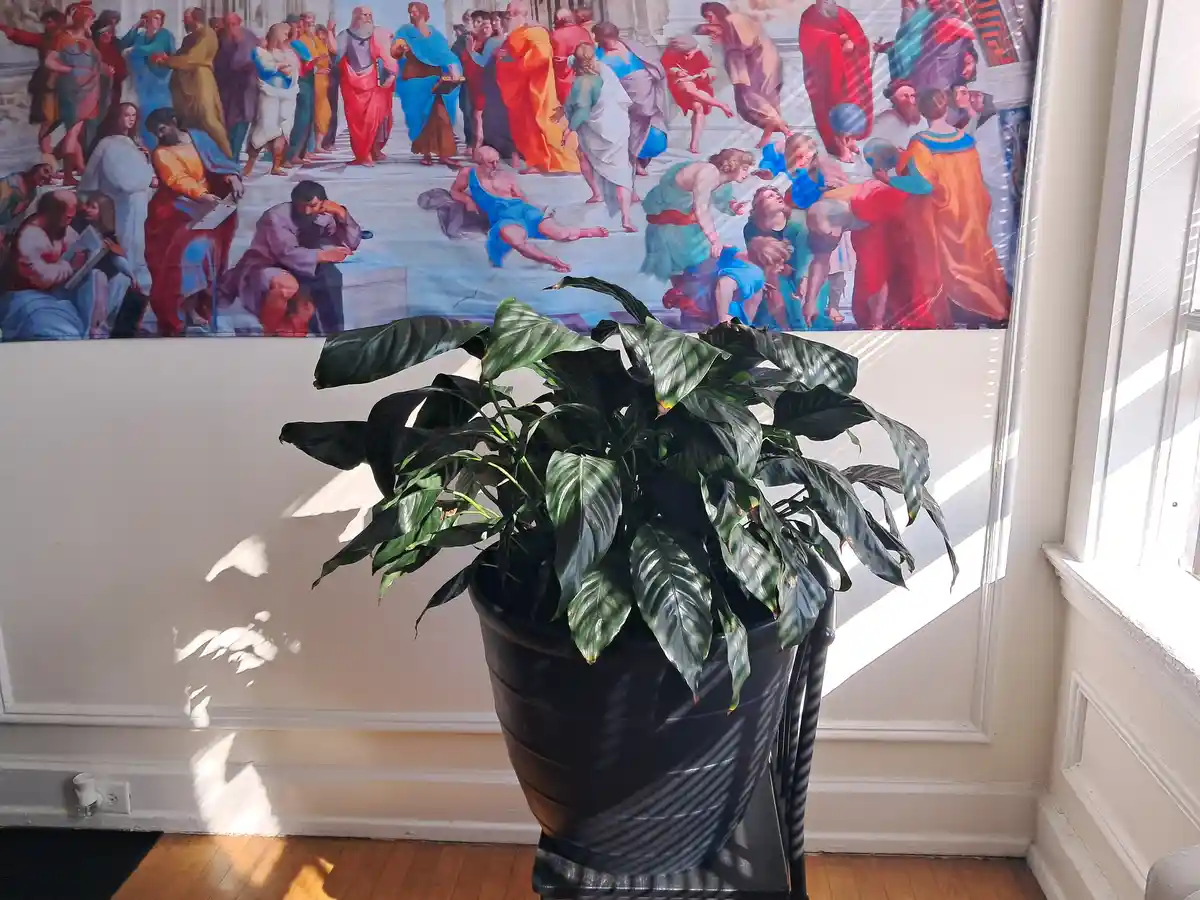 A large potted plant with broad green leaves sits in front of a wall mural depicting a classical scene of many robed…