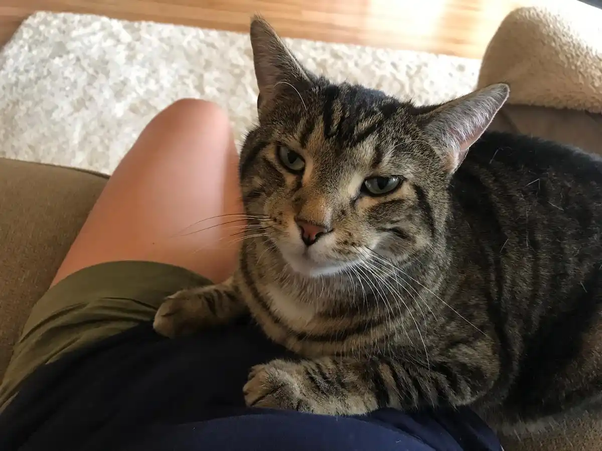 A tabby cat with green eyes and a grumpy expression sits on a person's lap, looking directly at the camera with a displeased…
