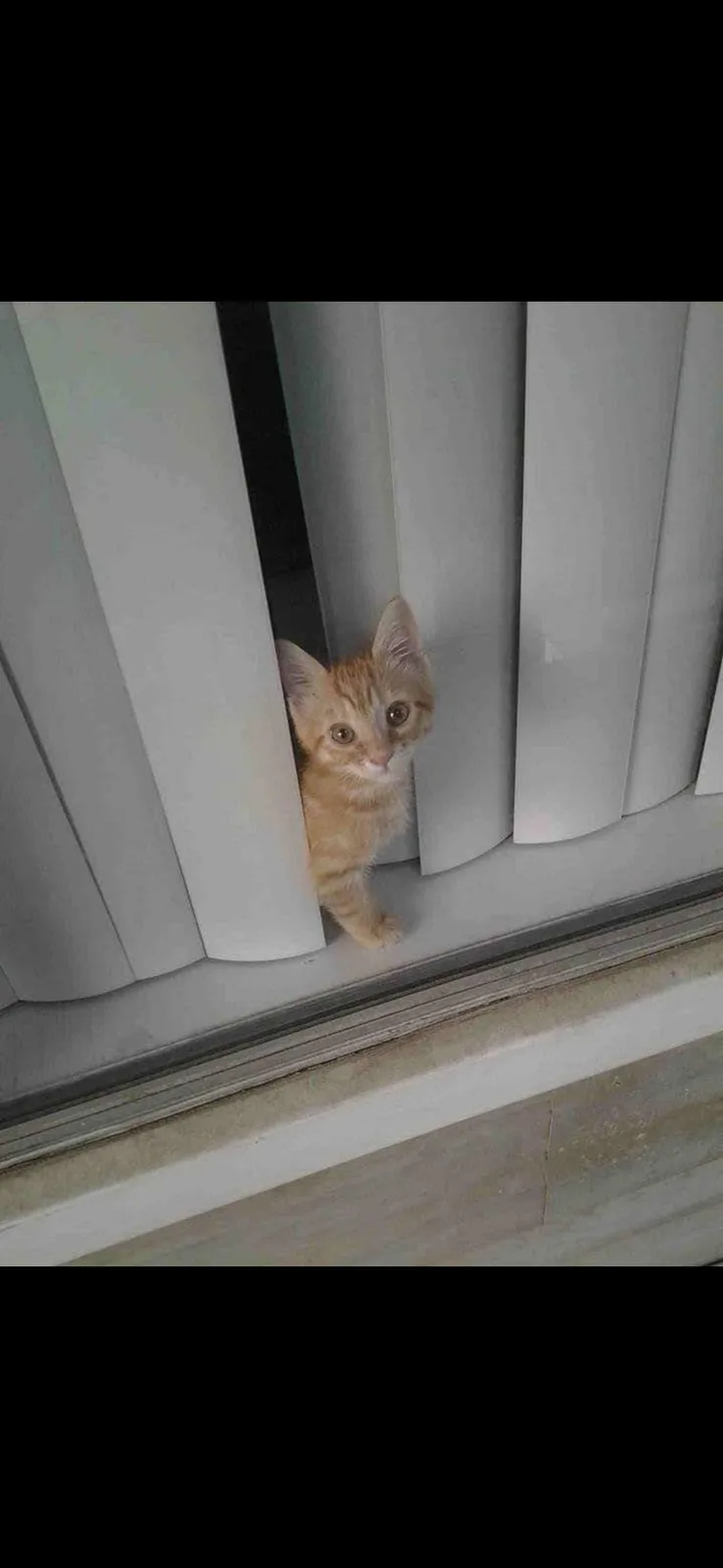 A small orange tabby kitten is peeking through the slats of white vertical blinds, looking directly at the camera with wide…