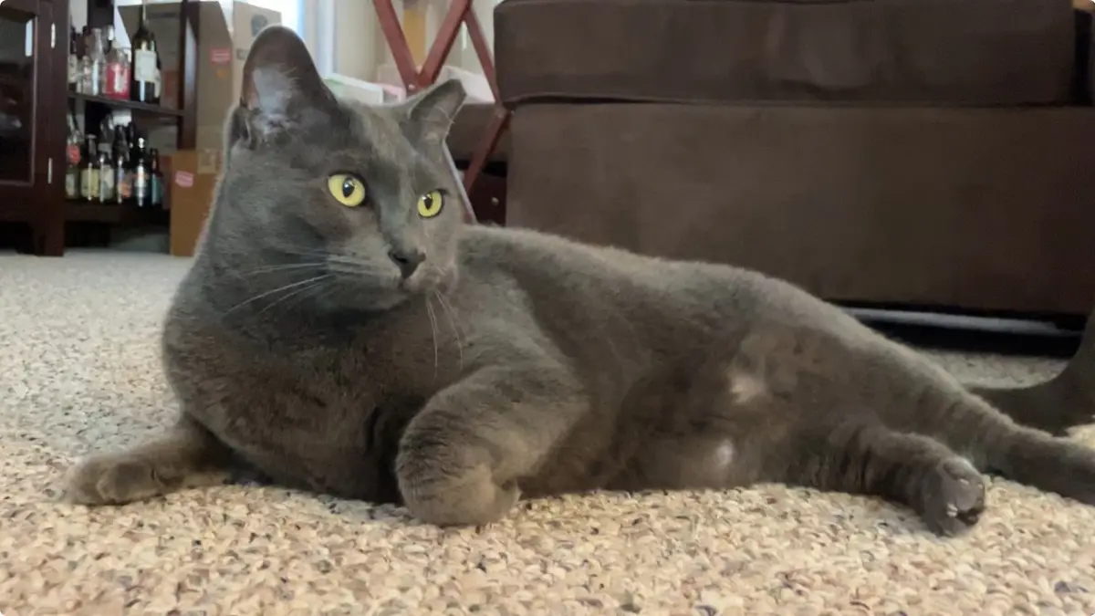 A gray cat with bright yellow eyes lies sprawled on a beige carpet, looking directly at the camera with a relaxed but…