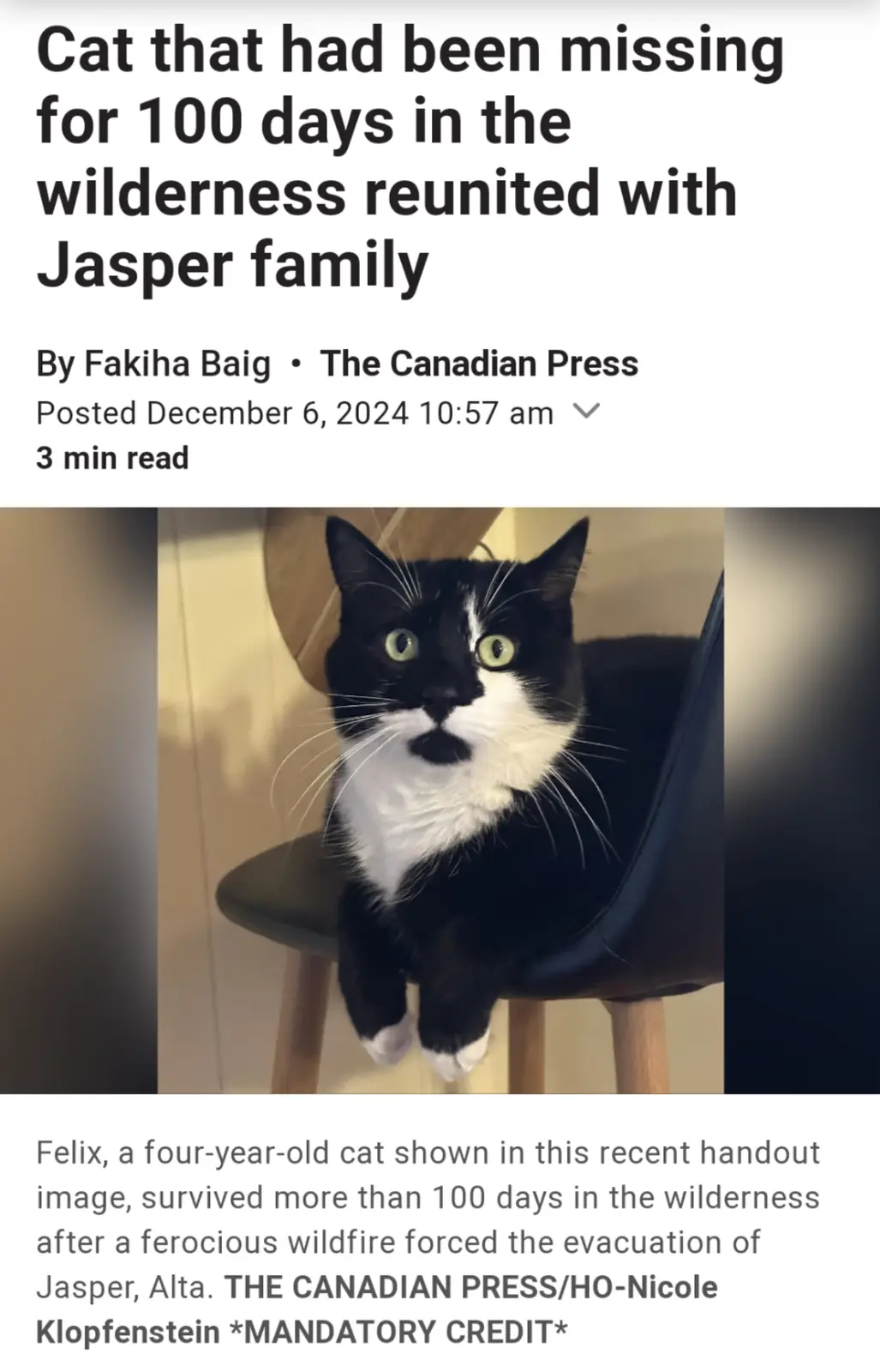 A black and white cat with green eyes sits calmly on a black chair, looking directly at the camera. The image is overlaid…