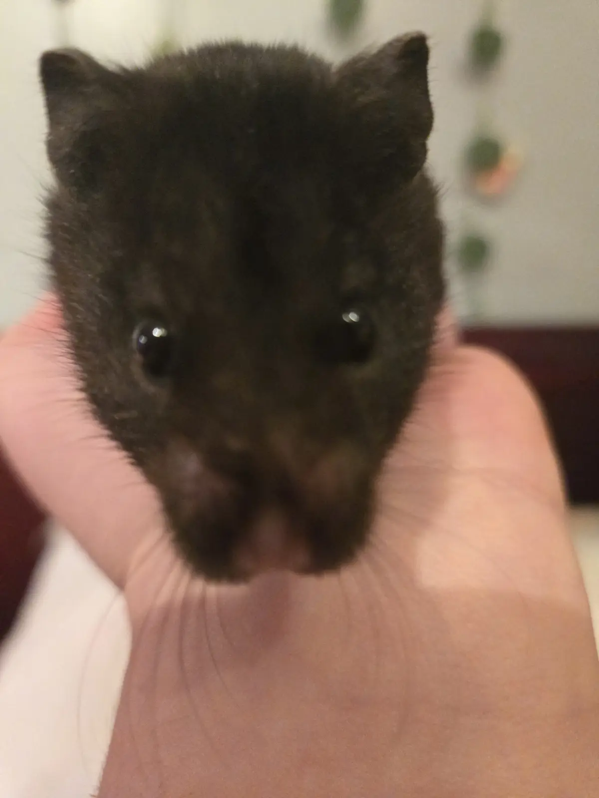 A small, dark-furred animal with large, round eyes and pointed ears is held gently in a person's open palm, looking directly…