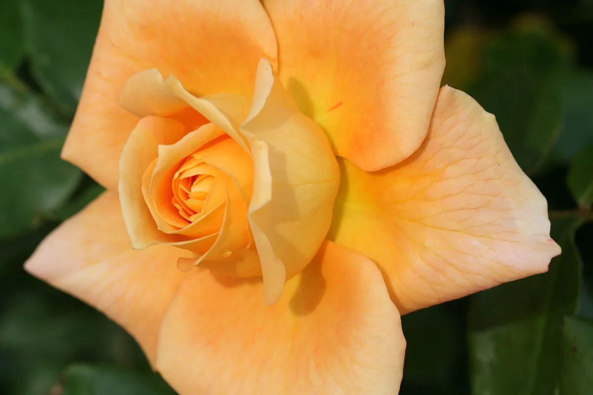 A close-up photograph of a fully bloomed, peach-orange rose with delicate, layered petals against a blurred green…