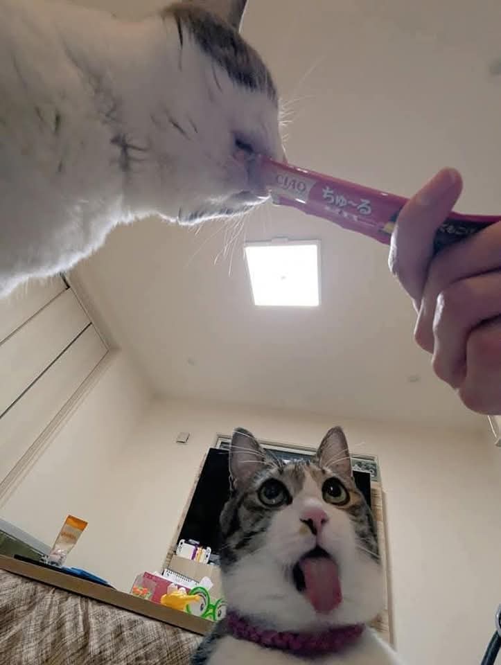 A white cat with grey patches is shown from a low angle, licking a pink 'Chao Chyuru' cat treat held by a human hand. In the…