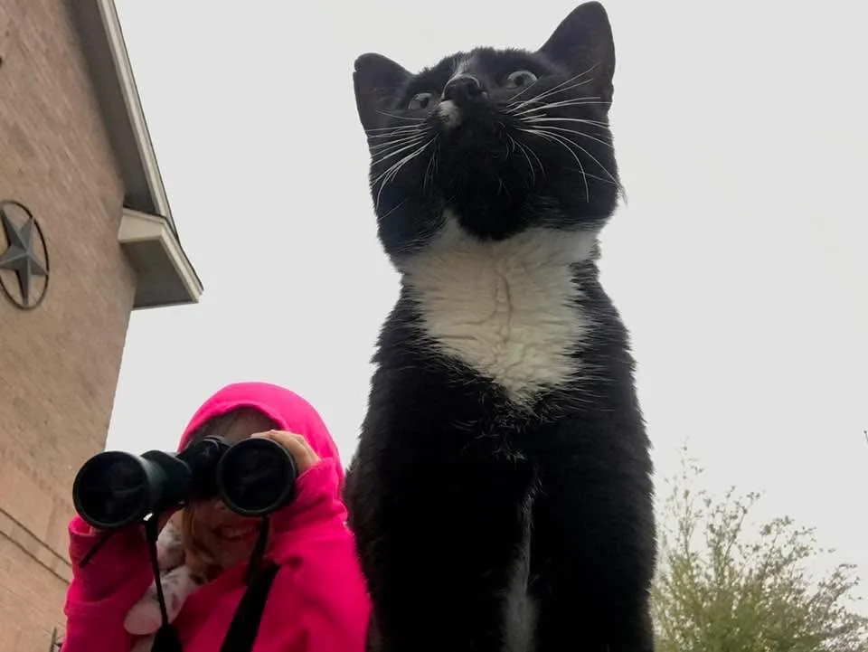 A black-and-white cat stands tall outdoors, looking upward with wide eyes, while a person in a bright pink hoodie holds…