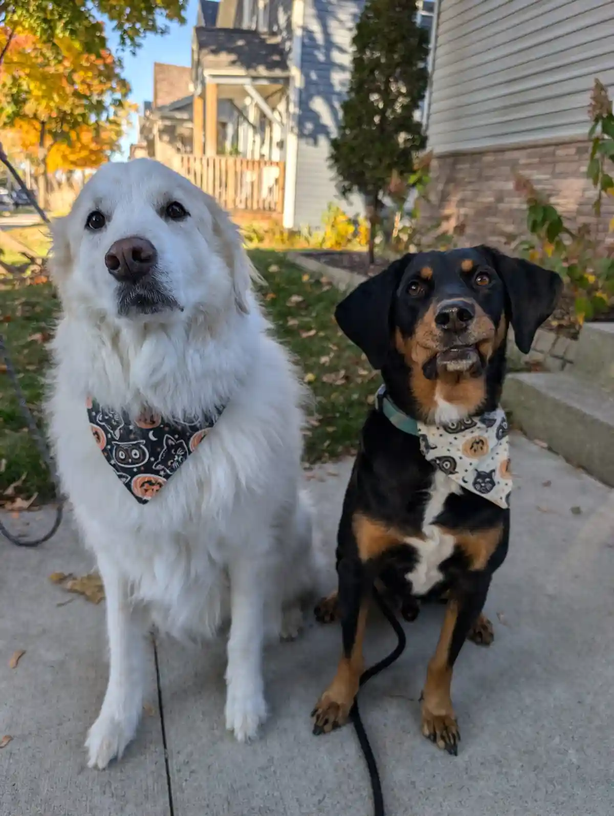 Two dogs sit side-by-side on a sidewalk in front of a house with autumn leaves visible. The white dog on the left wears a…