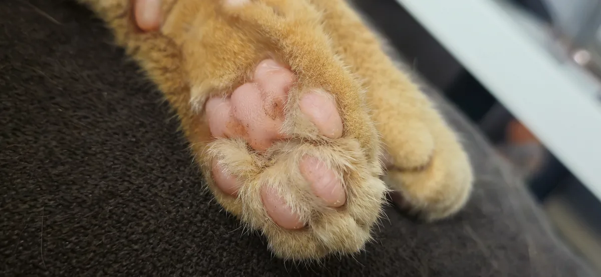 A close-up photo shows the underside of a ginger cat's paw, revealing its pink pads and fluffy fur, resting on a dark…