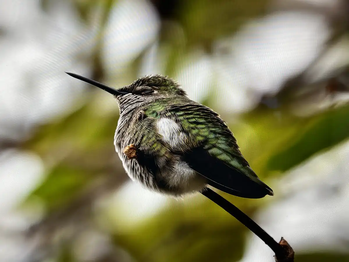 A close-up photograph of a small hummingbird with iridescent green and white feathers, perched on a thin branch with its…