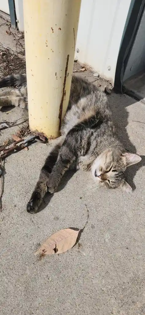 A tabby cat is lying on its side on a concrete sidewalk, pressed against a yellow metal pole with rust stains, appearing…