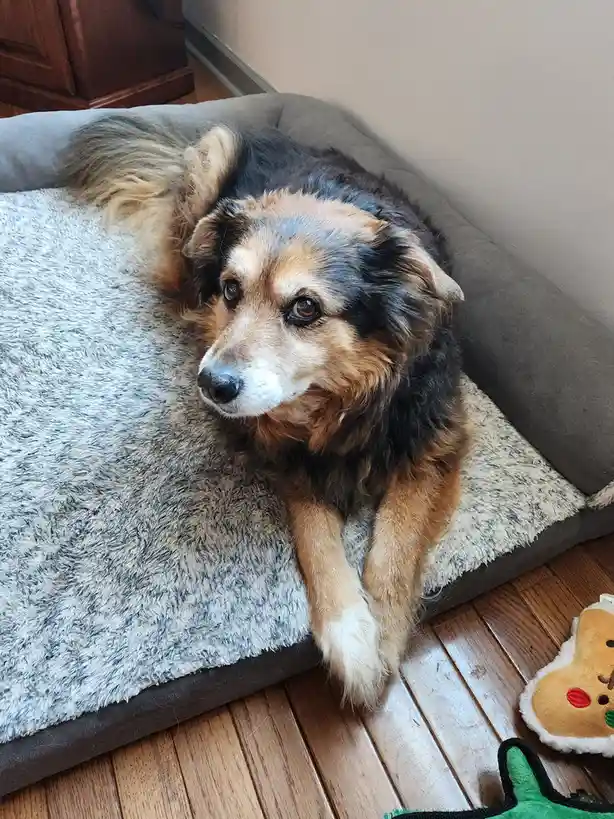 A fluffy, tri-colored dog with brown, black, and tan fur lies on a grey, plush dog bed on a wooden floor. The dog gazes off…