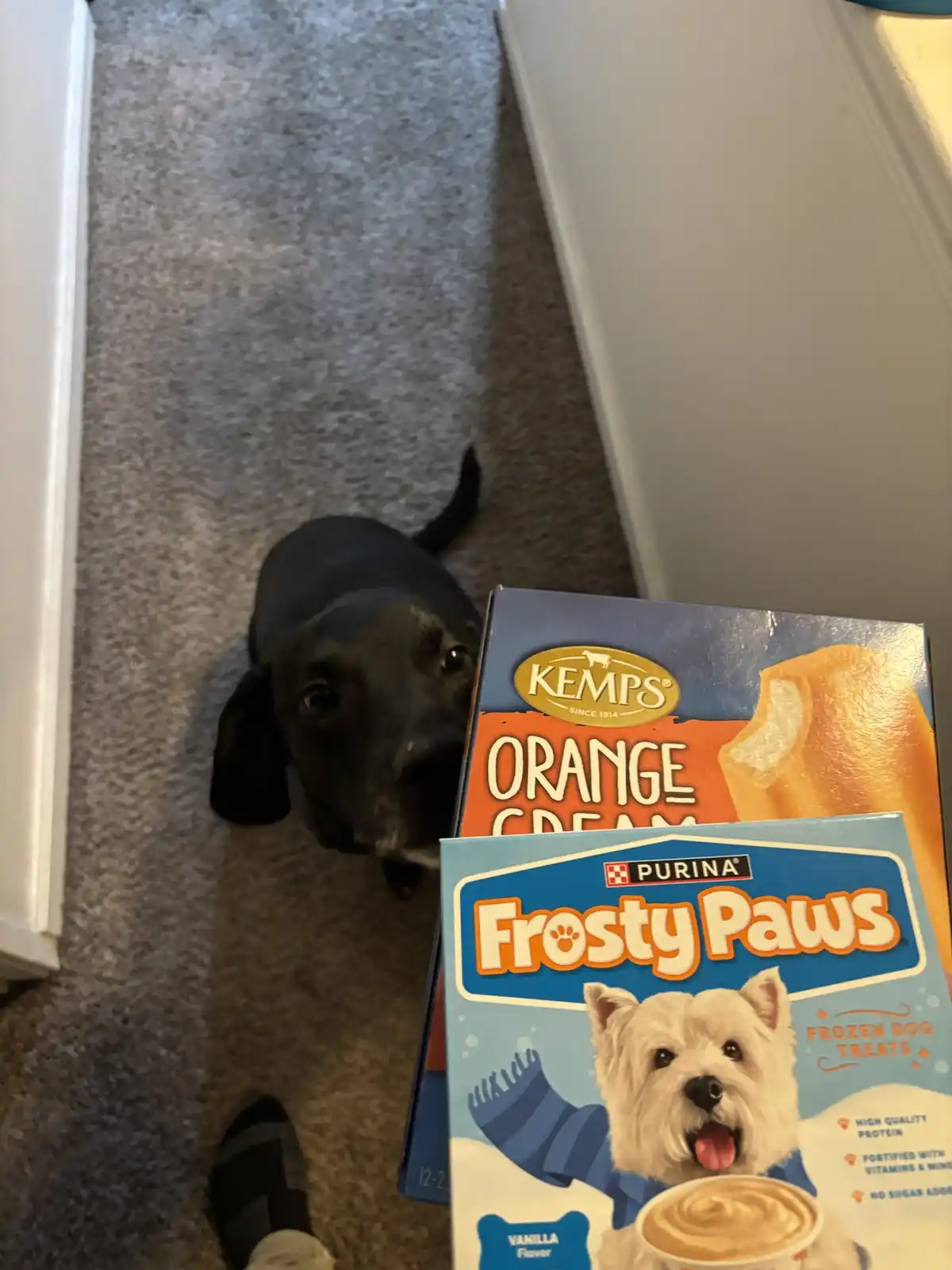 A black dog looks up expectantly at two boxes of frozen treats: a Kemp's Orange Cream popsicle box and a Purina Frosty Paws…