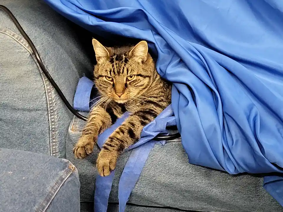 A tabby cat with a grumpy expression peeks out from under a blue blanket draped over denim jeans, its paws resting on the…