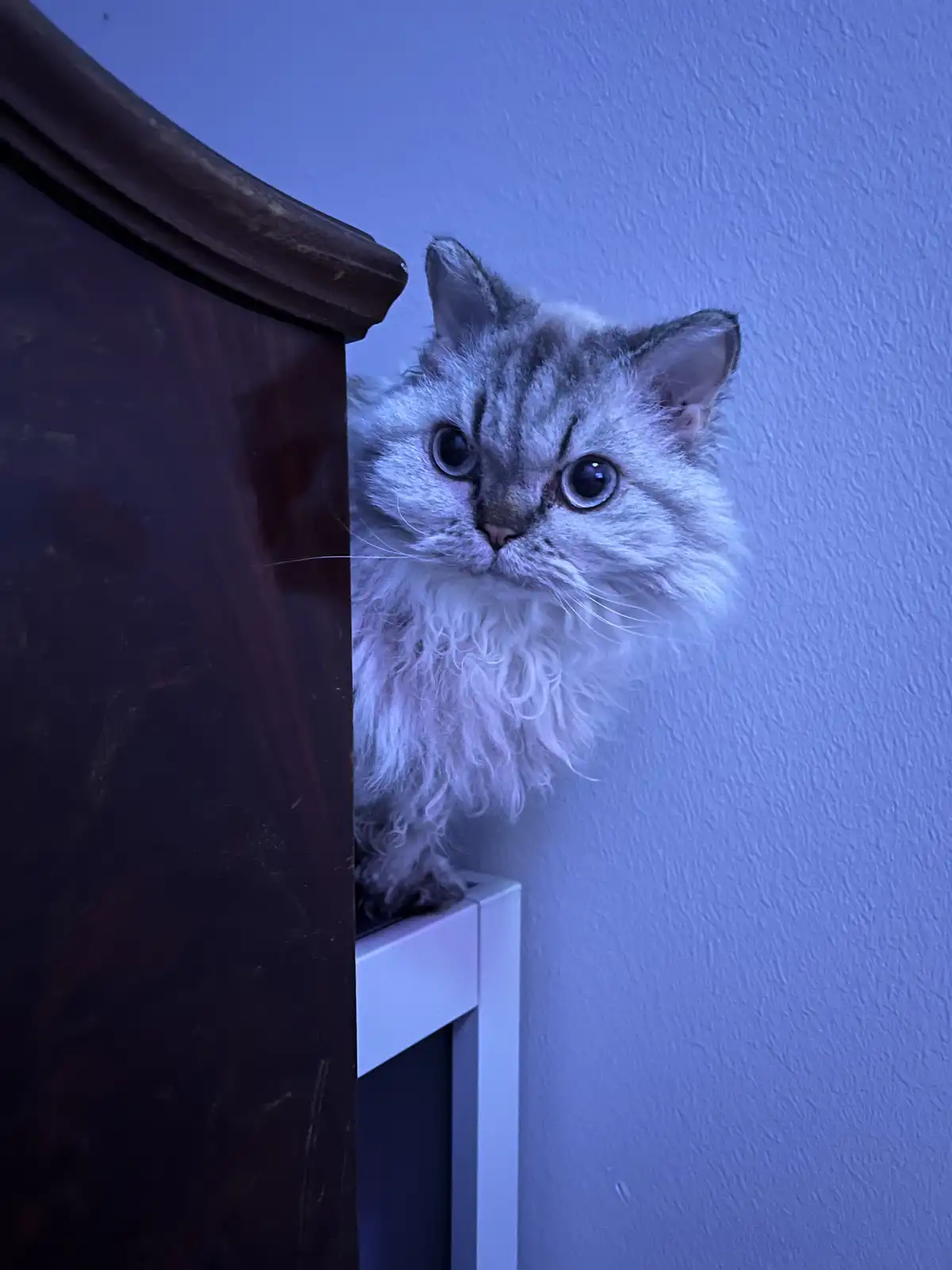 A fluffy, silver tabby cat with large, wide eyes peeks out from behind a dark wooden piece of furniture, perched on a white…