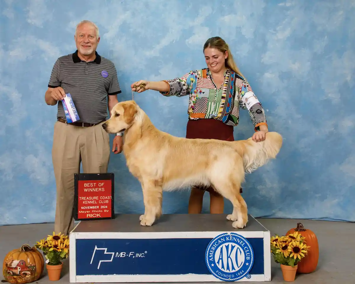 A golden retriever stands proudly on a dog show podium flanked by a smiling handler and a judge holding a ribbon. The podium…