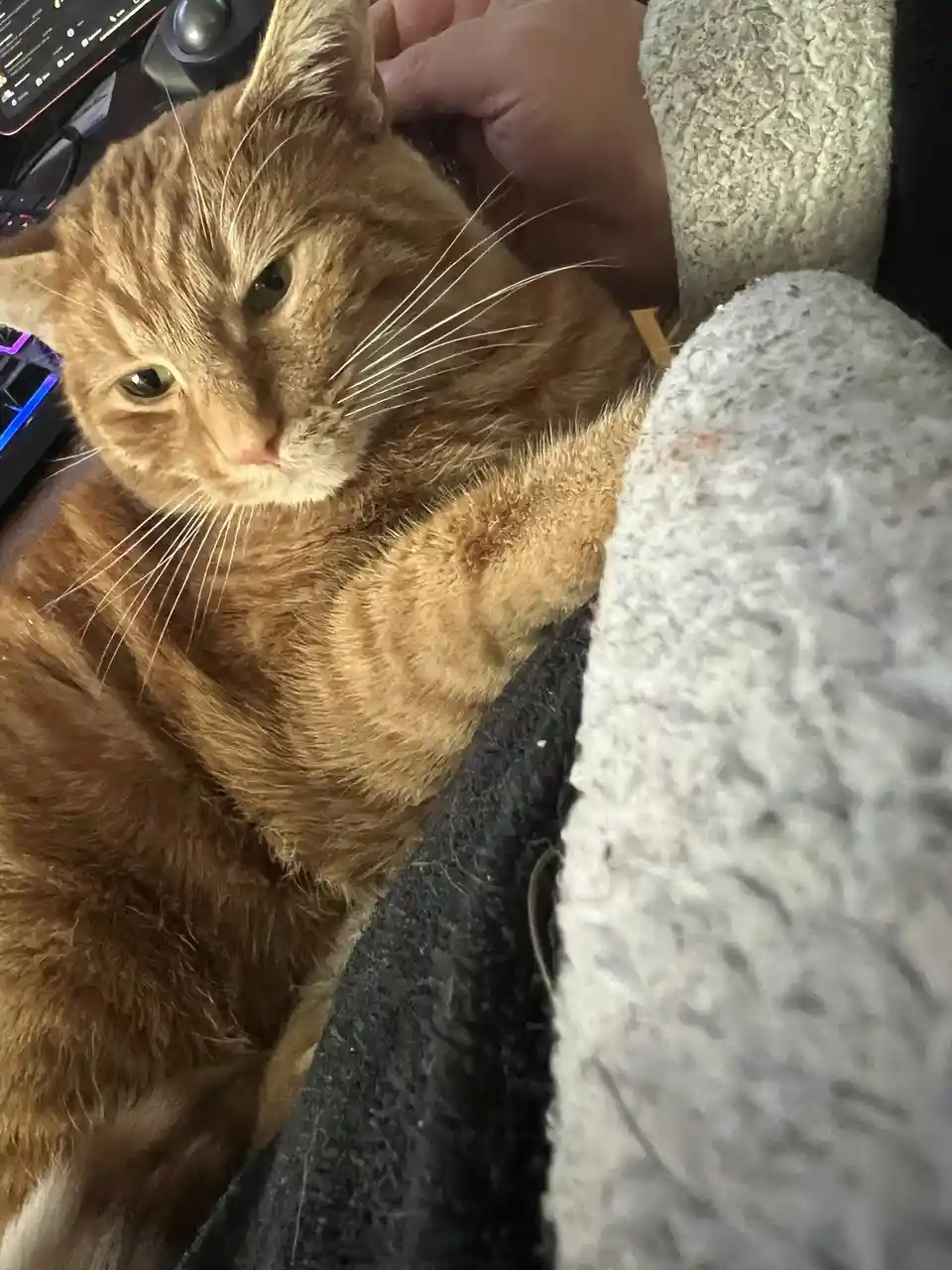 An orange tabby cat with a displeased expression is being petted by a person's hand while resting on their lap, surrounded…