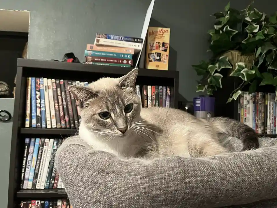 A grey and white cat with dark eyes and a relaxed posture is lounging in a grey fabric pet bed. Behind the cat is a black…