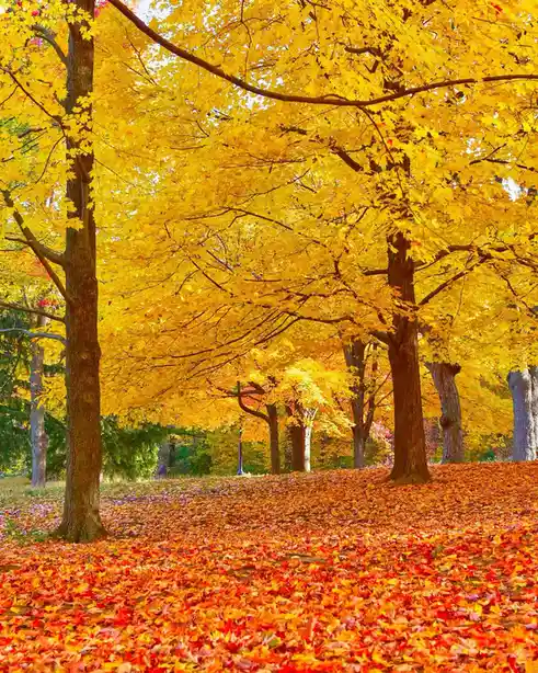 A vibrant autumn scene shows tall trees with golden-yellow leaves forming a canopy over a path blanketed in red and orange…