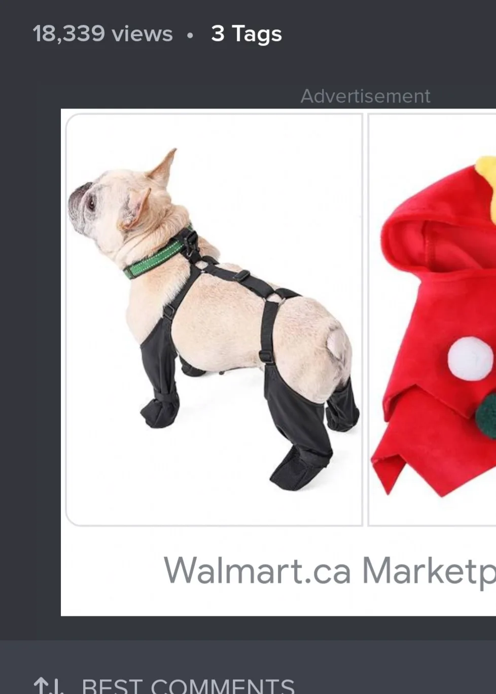 A light-fawn French bulldog is shown wearing a black harness and black leg coverings, standing against a white background…
