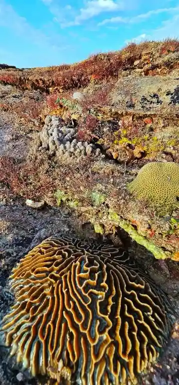 a close-up photograph of a brain coral with intricate, maze-like ridges, set against a backdrop of colorful, textured rocks…