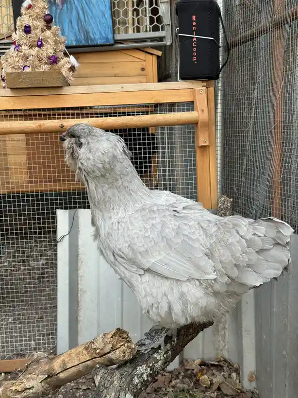 A fluffy grey chicken with a distinctive crest perches on a wooden branch inside a wire mesh coop. In the background, a…