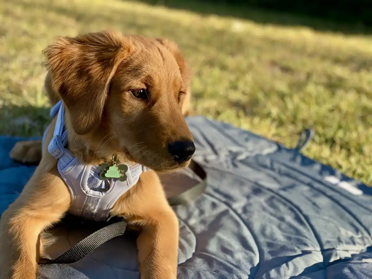 A golden retriever puppy wearing a light blue harness and a green bone-shaped tag that reads 'POOPER' sits on a blue quilted…