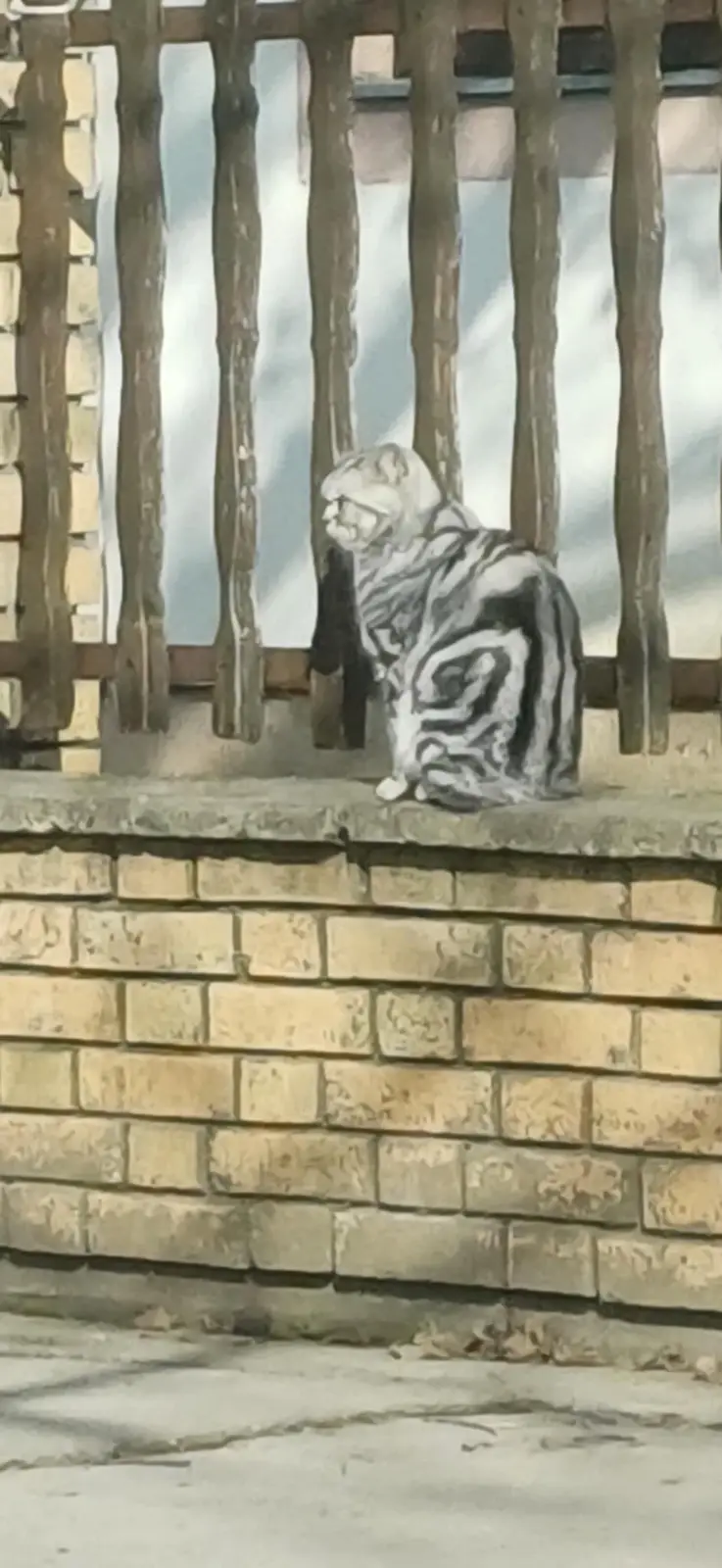A small tabby cat sits on a low brick wall behind a wooden fence, looking sideways with a slightly grumpy or unimpressed…