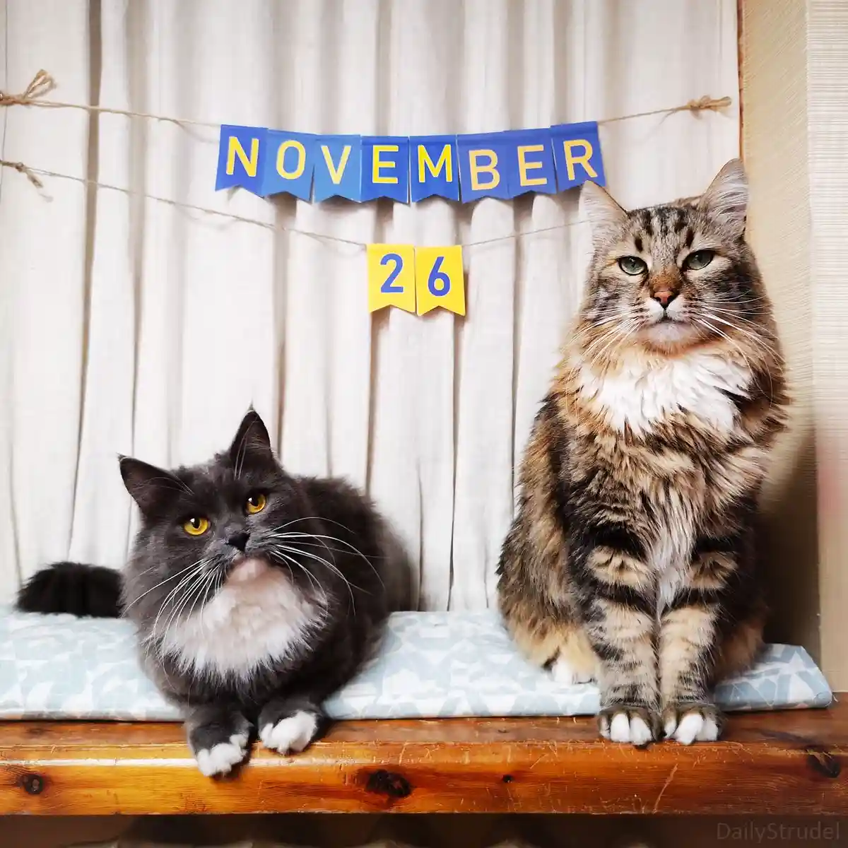 Mark Your Calendars: November 26 is Coming!