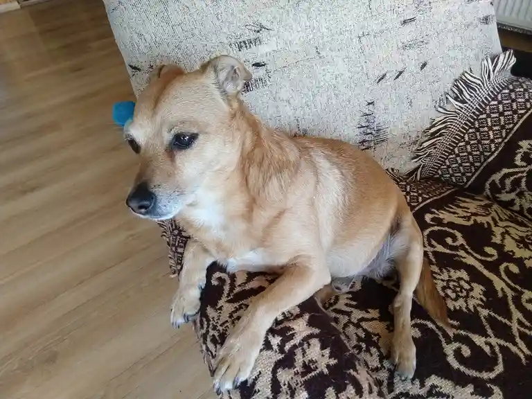 A tan dog with a slightly droopy expression sits on a patterned brown and beige couch cushion, looking off to the side. The…