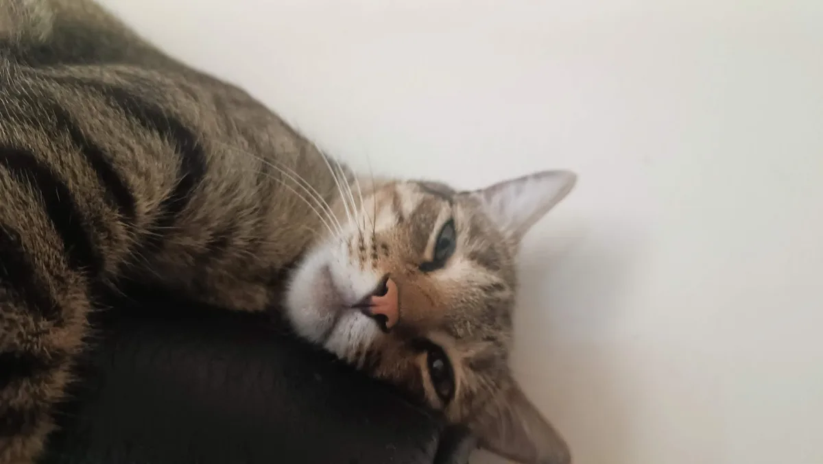a tabby cat with brown and black stripes is lying on its side on a dark surface, looking up with half-closed eyes and a…