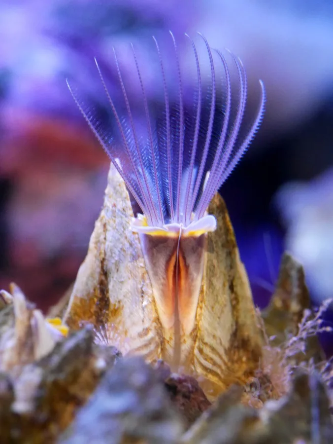 Guess I've been drafted into the Acorn Barnacle crew