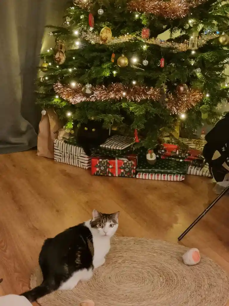 A black-and-white cat sits on a woven rug in front of a decorated Christmas tree, looking directly at the camera with wide…