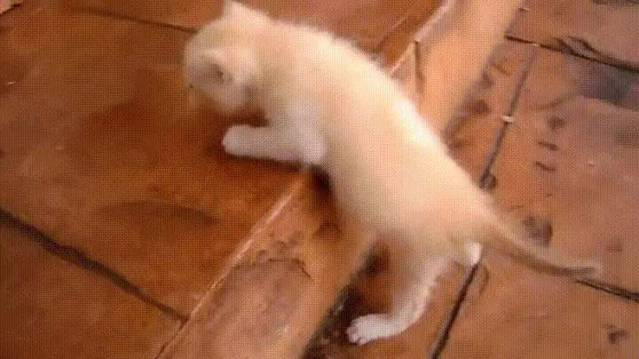 A sequence of six images shows a small, fluffy, cream-colored kitten attempting to climb a low stone step. In each frame…