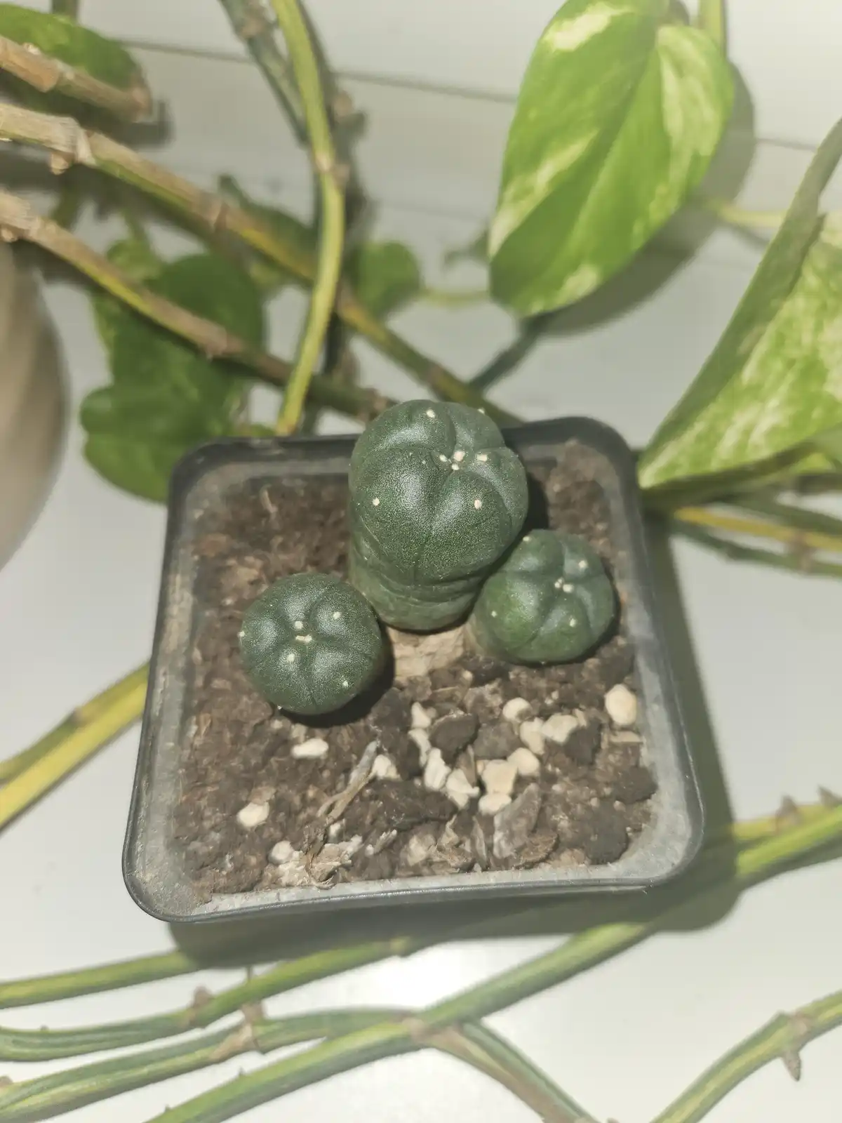 A close-up photo shows three small, dark green, rounded cactus-like plants in a black square pot with soil and small white…