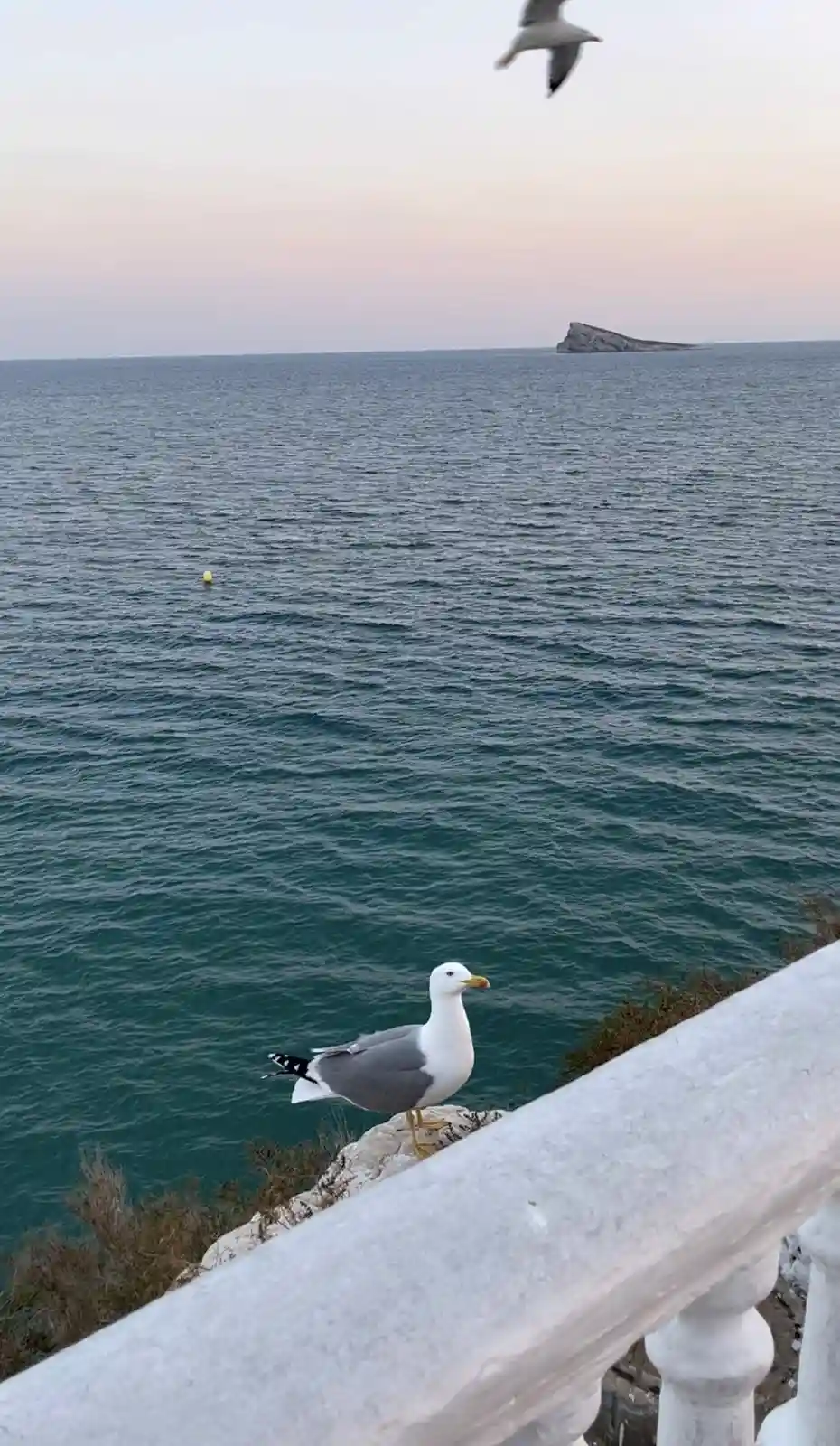 A seagull stands on a white stone railing overlooking a calm sea at dusk, with another seagull flying overhead and a distant…