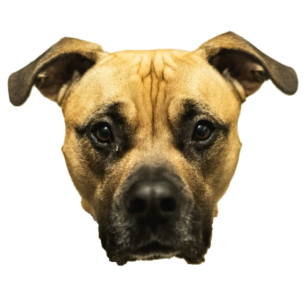 A close-up photo of a tan and black dog with large, expressive eyes looking directly at the camera, a single tear visible on…