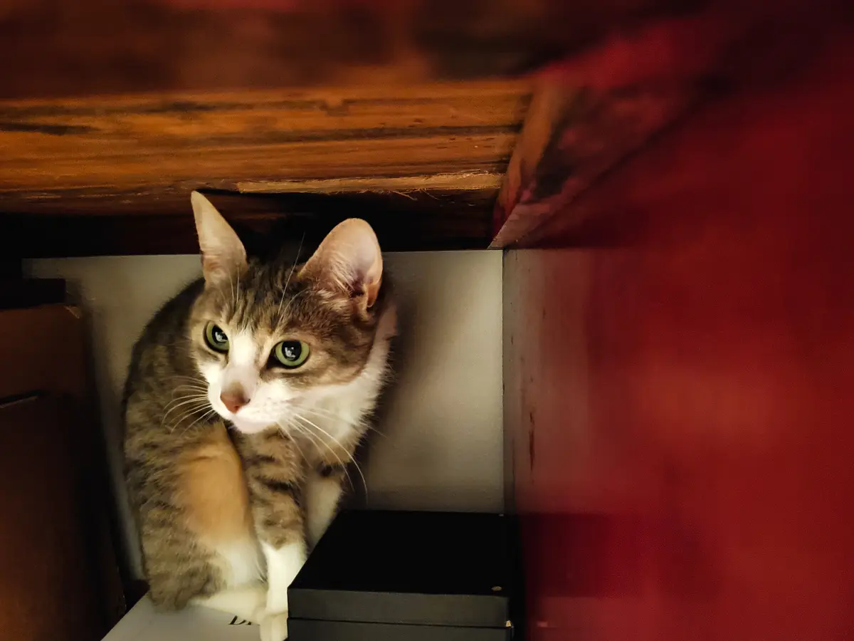 A tabby and white cat with green eyes peeks out from under a wooden surface, looking directly at the camera with a calm…
