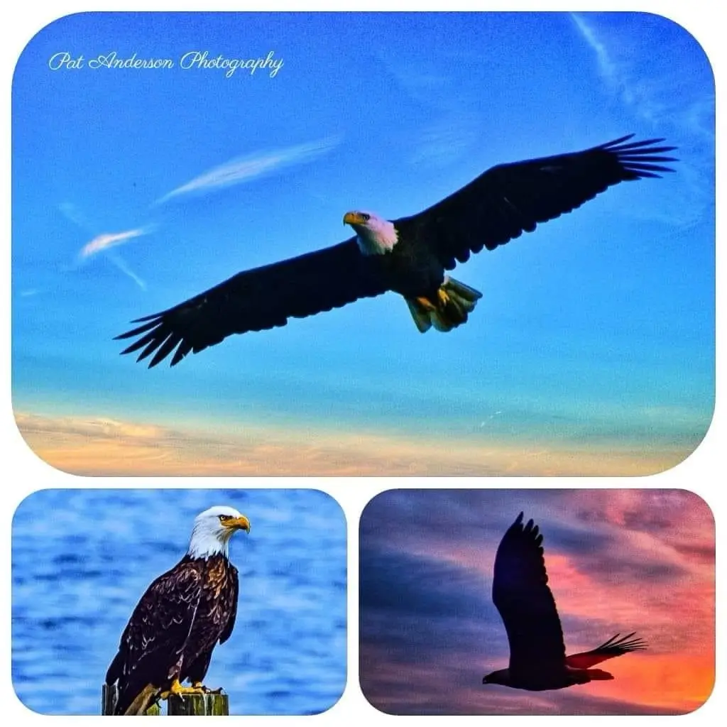 A collage of three images featuring bald eagles: one soaring with wings spread against a blue sky, another perched on a…