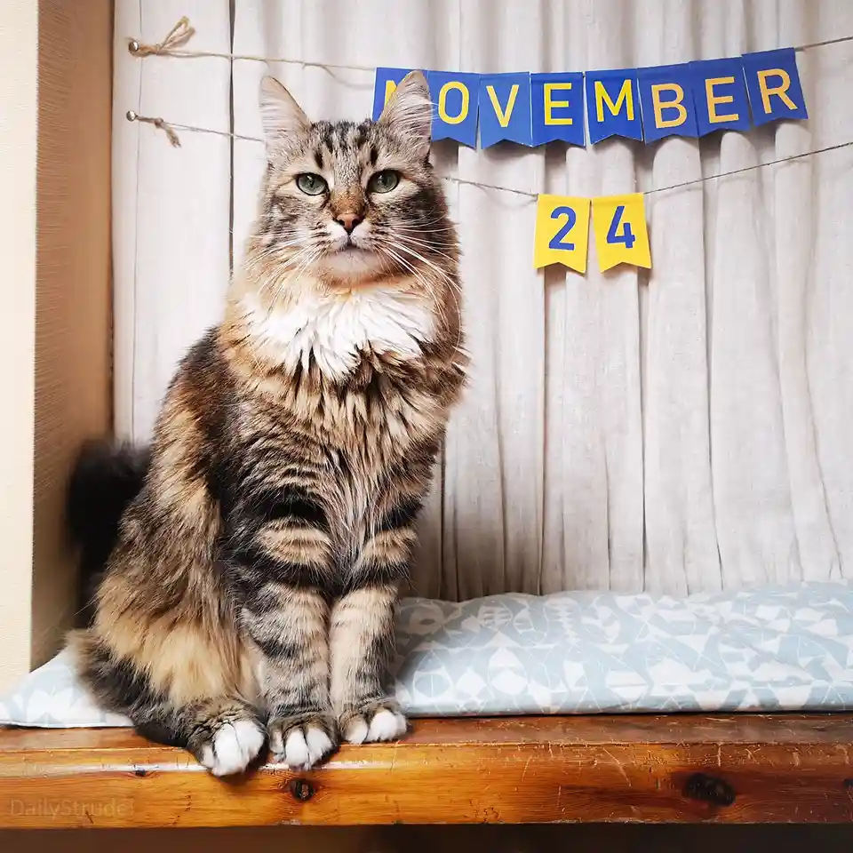 A fluffy tabby cat with green eyes sits upright on a wooden surface, looking directly at the camera with a serious…
