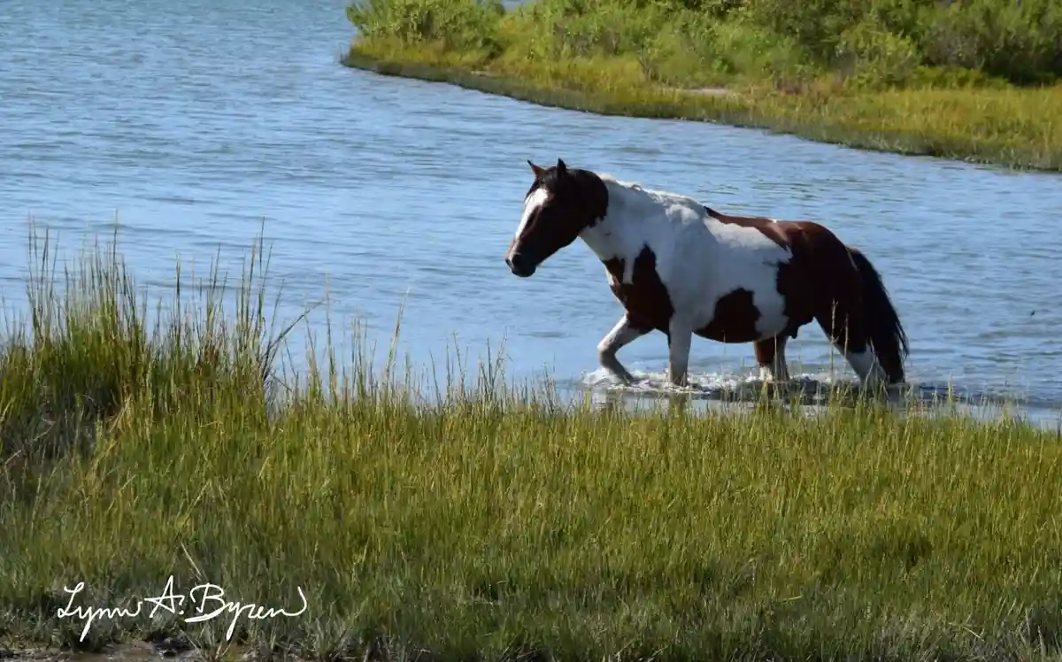 A brown and white pinto horse is walking through shallow water beside tall green grass, with a natural shoreline in the…
