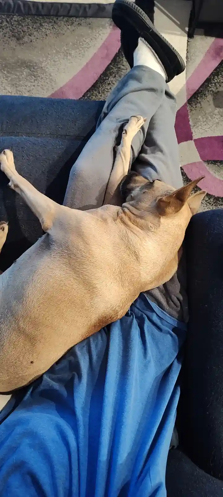 A light brown dog is sleeping soundly on its back across a person's lap, with its paws stretched out. The person is wearing…