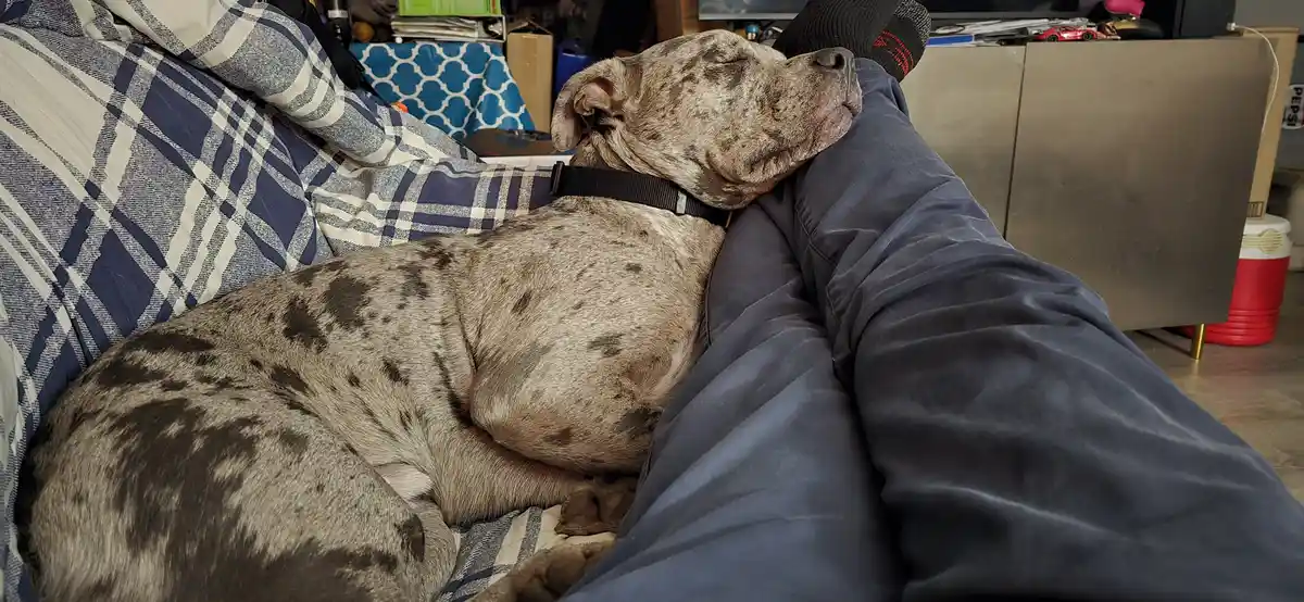 Earl's Pre-Dinner Nap: The Calm Before the Cooking Storm