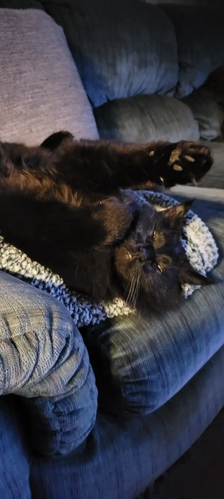 A black cat is lying on its back on a blue couch, paws up, eyes half-closed in a relaxed, sleepy pose. It's resting on a…