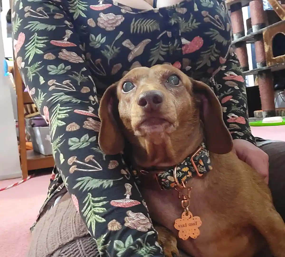 A small brown dog with large, wide eyes and a slightly open mouth is being held by a person wearing a dark shirt with a…