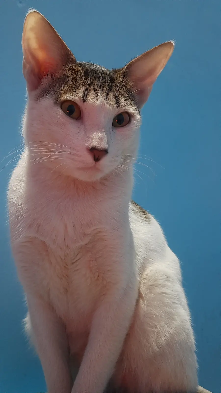 A close-up photo of a white cat with brown tabby markings on its head and back, sitting against a solid blue background. The…