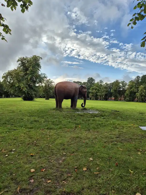 A large, brown, metallic elephant statue stands alone in a green park with scattered fallen leaves under a partly cloudy…