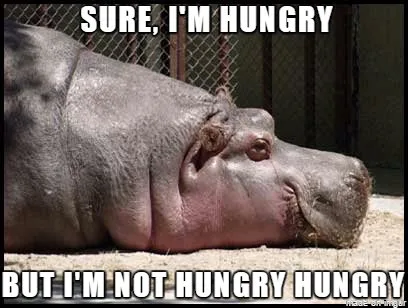 A close-up photo of a hippopotamus lying down with its head resting on the ground, looking slightly dazed or unimpressed…