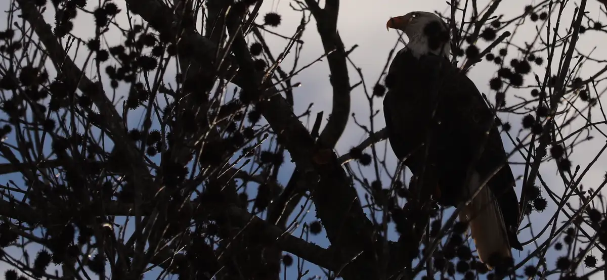 A bald eagle is silhouetted against a pale sky, perched on a bare tree branch with small dark seed pods. The bird's white…