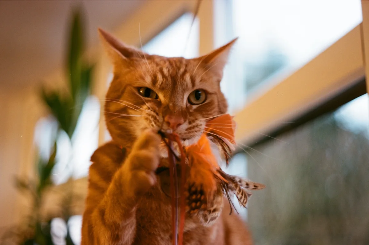 An orange tabby cat with intense green eyes is holding a feather toy in its mouth and paw, looking directly at the camera…