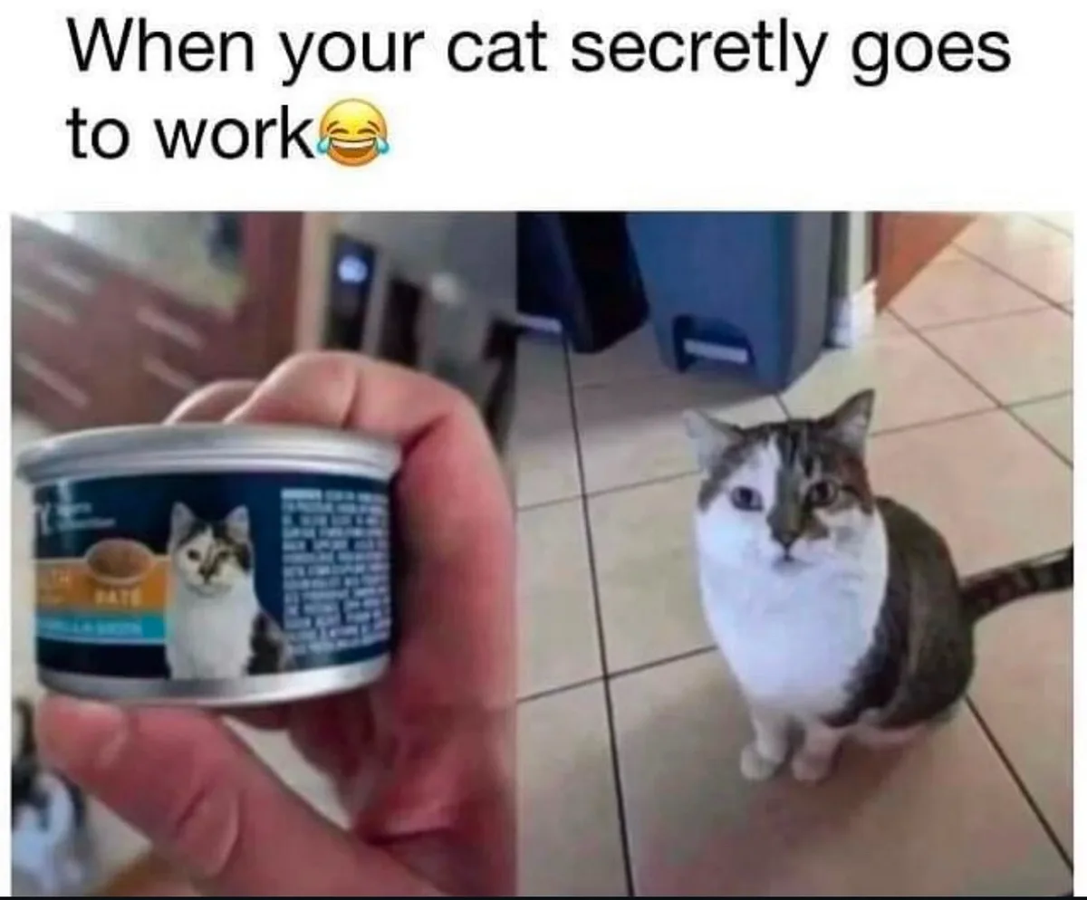 A split image shows a hand holding a can of cat food on the left and a tabby cat sitting on a tiled floor looking up on the…