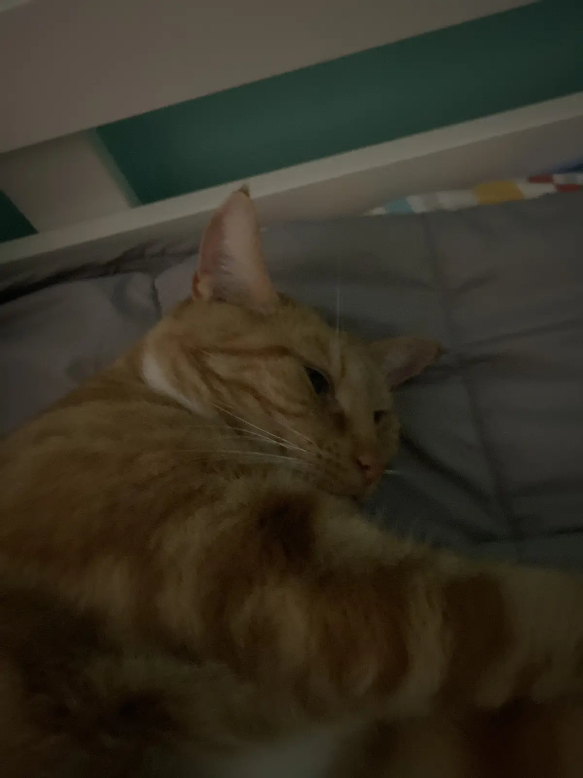 A blurry, dimly lit photo shows a ginger tabby cat lying on a gray bedsheet, appearing to be sleeping or resting with its…